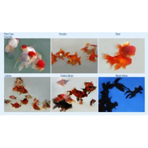 Slrhaler 5-7cm  / Mange Varianter ink Oranda 
