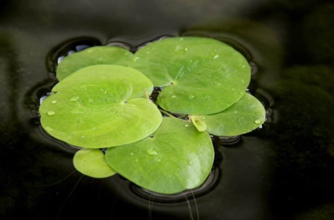 Amerikansk Froskebitt ( Limnobium Spongia )  1 posjon = 4-5 planter 