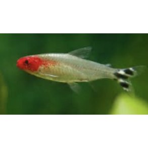 Tetra Art / Rdnese tetra 4cm  /Hemigrammus rhodostomus ( Vilt fanget i Amazonas vr 2025 ) 