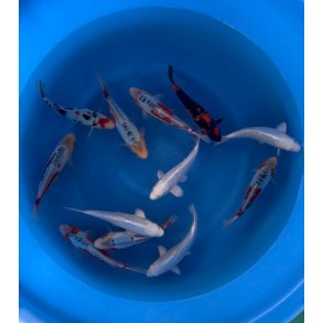 HQ Tosai med sertifikat fra Myatora 20-25cm 