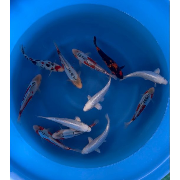 HQ Tosai med sertifikat fra Myatora 20-25cm 