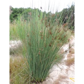 Juncus inflexus ( Grsiv ) 