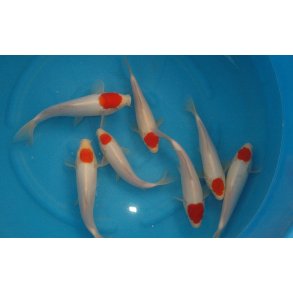 HQ Tosai med sertifikat fra Hosokai 18-22cm 