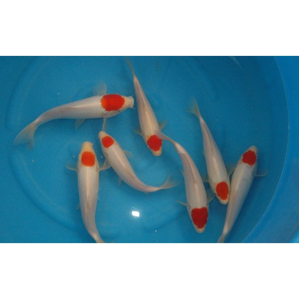 HQ Tosai med sertifikat fra Hosokai 18-22cm 