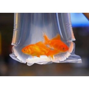 Fiskepose til Akvariefisk / FISH BAG ROUND SEAL 20x50cm  + 2 syltestrikk 