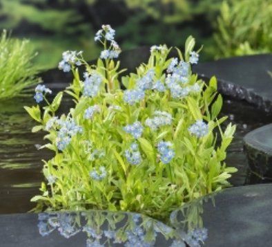 Sumpforglemmegei (Myosotis palustris)