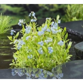 Sumpforglemmegei (Myosotis palustris)