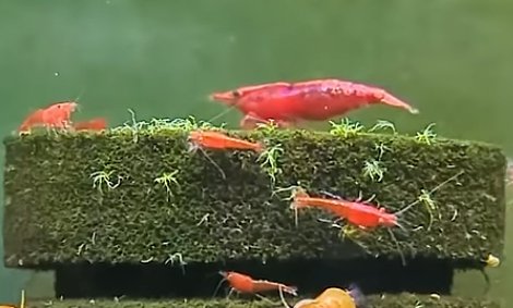 Reker / Neocaridina davidi / Red Cherry 