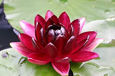 Nymphaeae Black Princess 