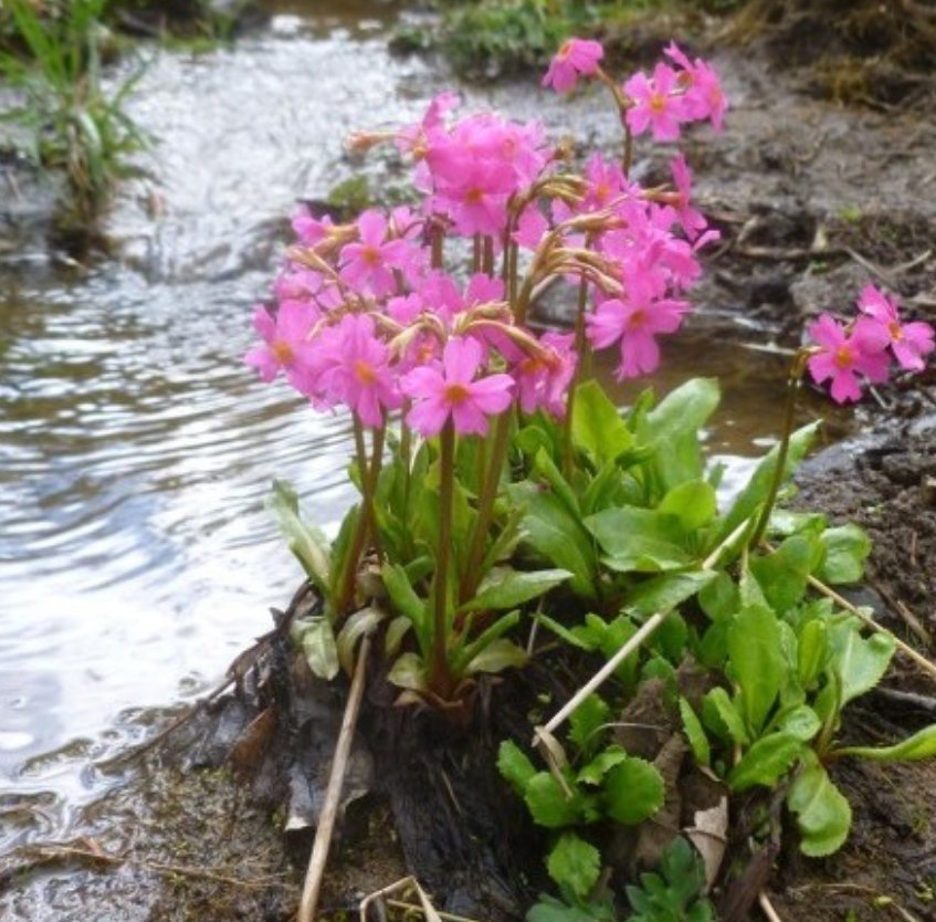 Primula Rosea ( Himalaya Primula ) 