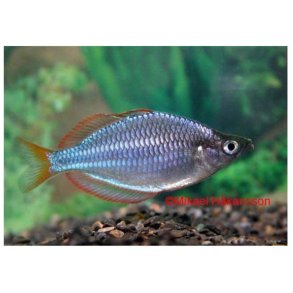 Regnbue art / Neon regnbuefisk 3-4cm / Melanotaenia praecox 