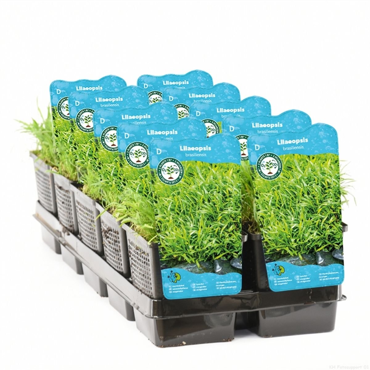 Vannplante Lilaeopsis brasiliensis