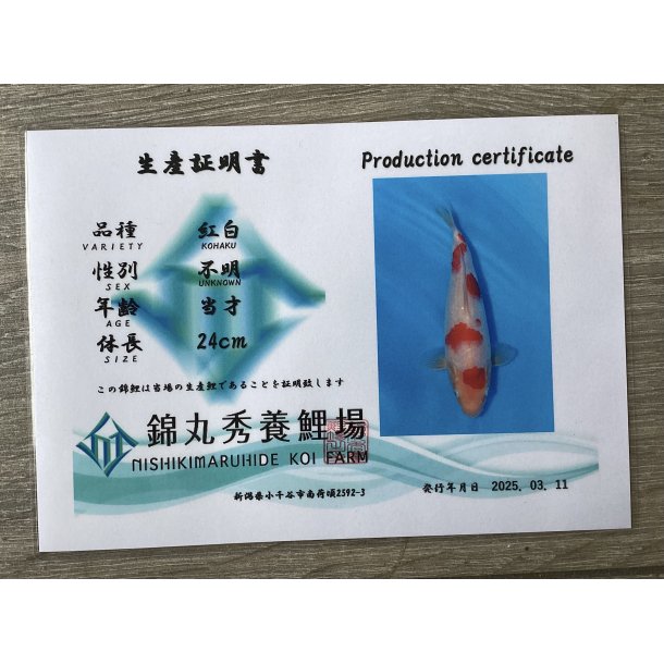 Maruhide koifarm 22-25cm fdt 2024 / Kohaku med sertifikat 
