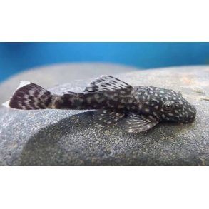Akvariefisk / Ansistrus malle 3-4cm  / Ansistrus sp  