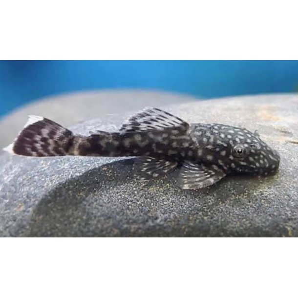 Akvariefisk / Ansistrus malle 3-4cm  / Ansistrus sp  