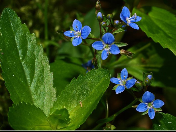 Bekkeveronica (Veronica beccabunga)