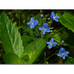 Bekkeveronica (Veronica beccabunga)