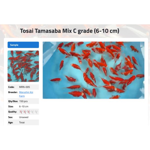 Tamasaba / Marushin Koi Farm Tosai 6-8cm 