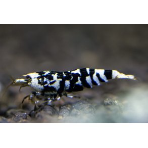 Reke / Caridina / Black Galaxy Tiger 