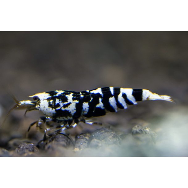 Reke / Caridina / Black Galaxy Tiger 