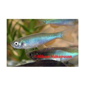 Diano Art / Bl Diano 2,5- 3cm / Danio albolineatus