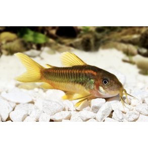 Corydoras Art / Gold laser CW010 / Corydoras sp./