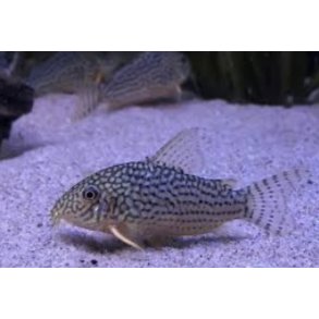 Corydoras Art / Corydoras sterbai 3cm / Sterbas pansermalle