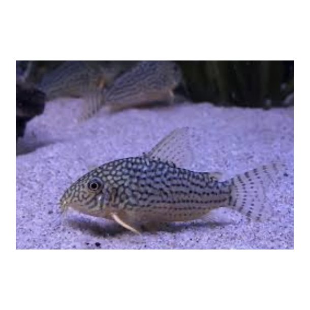 Corydoras Art / Corydoras sterbai 3cm / Sterbas pansermalle