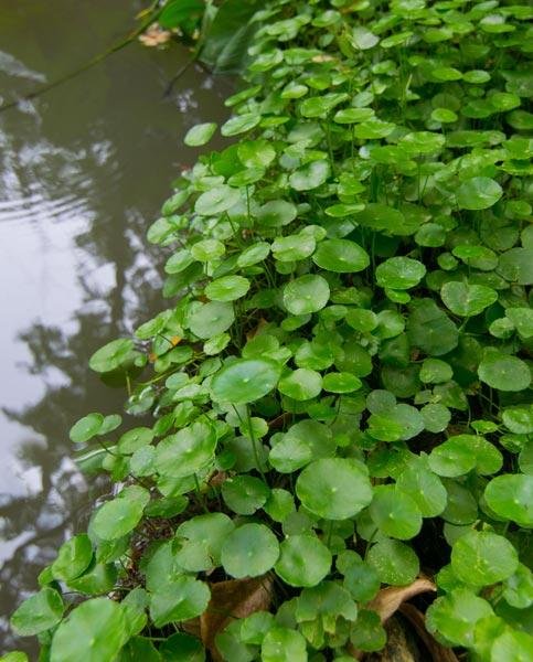 Hydrocotyle vulgaris / 0-50cm vanndybde 