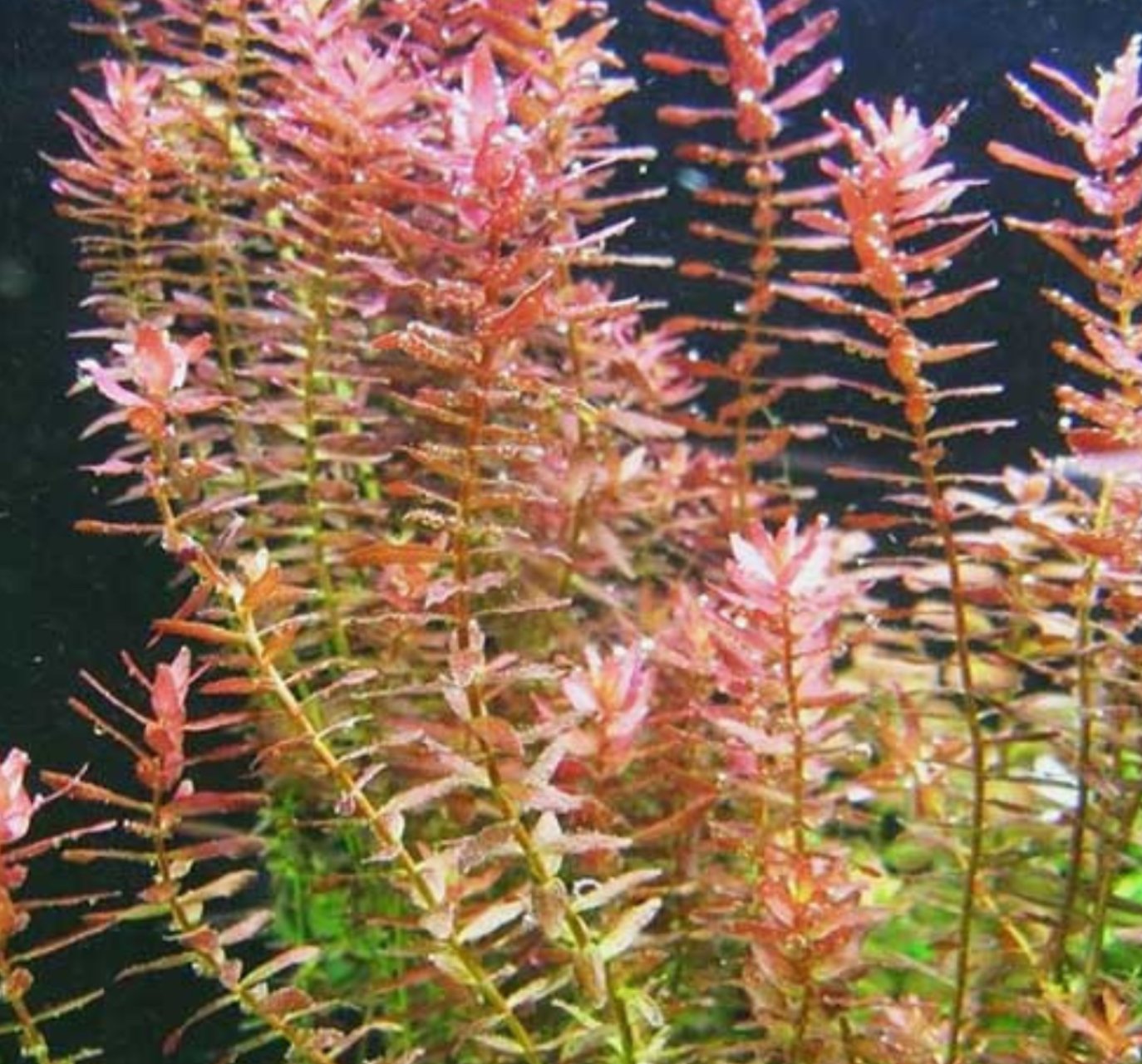 Vannplante Rotala indica