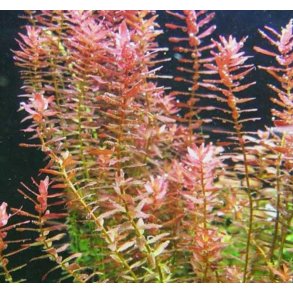 Vannplante Rotala indica