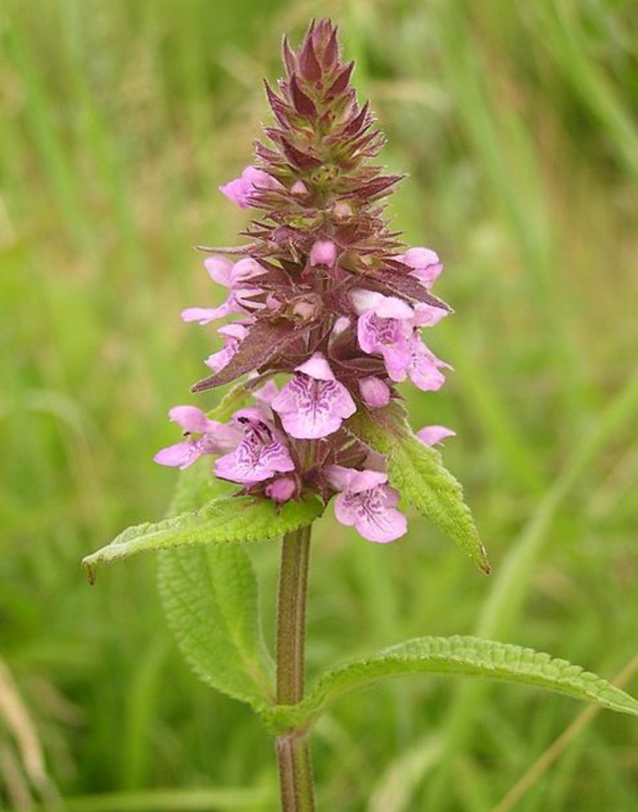 Kantplante �kersvinerot (Stachys palustris)