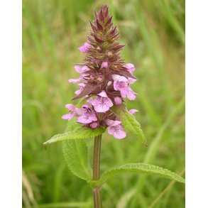 Kantplante �kersvinerot (Stachys palustris)