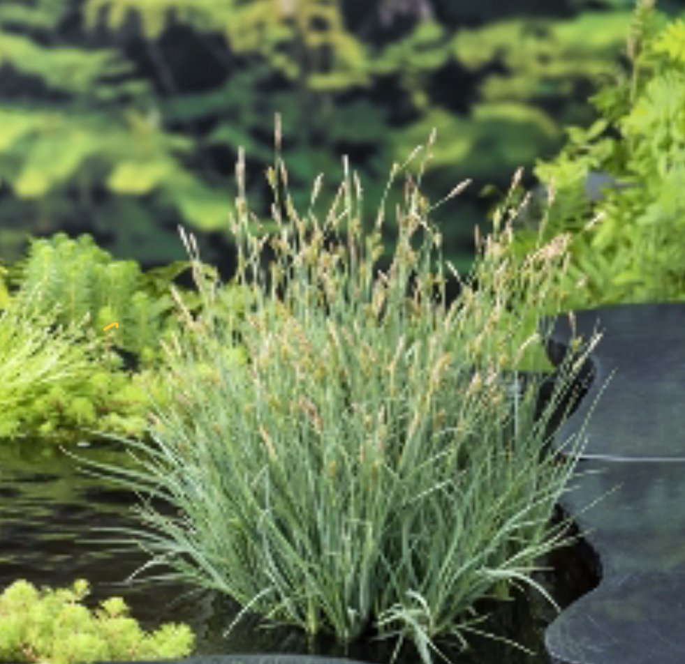 Sumpplante Carex panicea ( kornstarr ) 