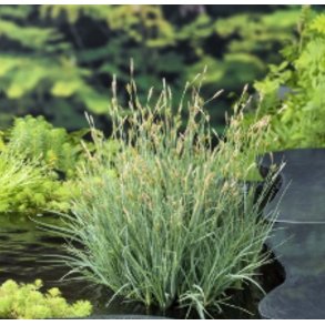 Carex panicea ( kornstarr ) 