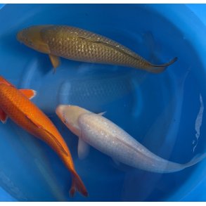 Marudo / Ginrin Chagoi og Ginrin Matsukawabake / 3ringer 55-60cm 