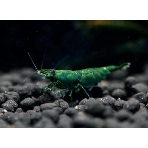 Reker / Neocaridina davidi / Green Jade