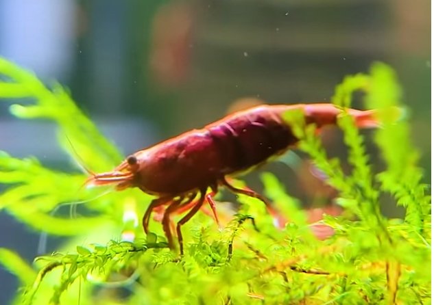 Reker / Neocaridina davidi / Red Cherry 