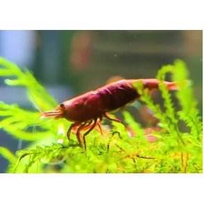 Reker / Neocaridina davidi / Red Cherry 