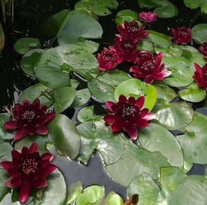 Nymphaeae Black Princess 