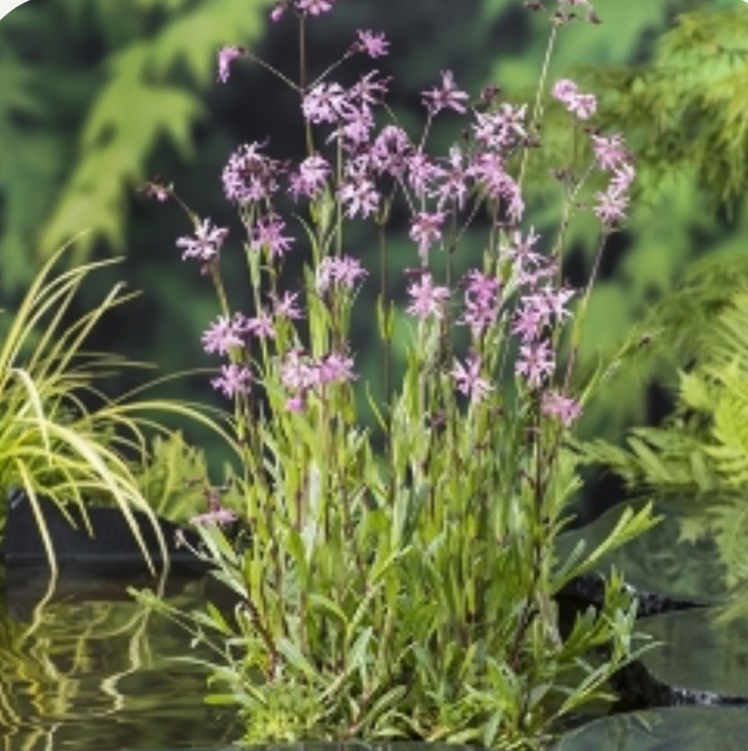 Hanekam (Lychnis flos-cuculi)