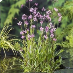 Hanekam (Lychnis flos-cuculi)