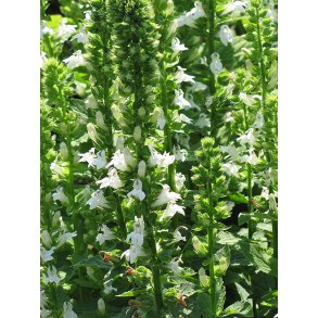 Lobelia siphilitica / Hvit Lobelia 