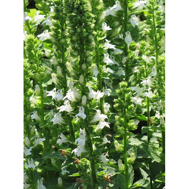 Lobelia siphilitica / Hvit Lobelia 