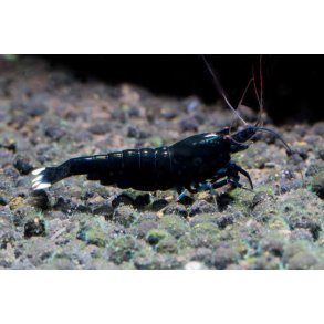 Reker /  Caridina / Taiwan Bee / King Kong Extreme