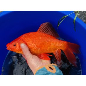 Gullfisk 12-18cm R�de og Hvite 