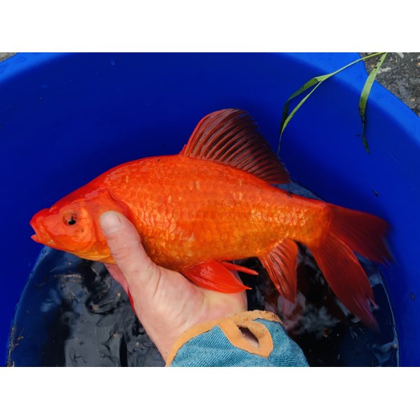 Gullfisk 12-18cm R�de og Hvite 