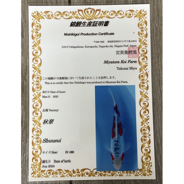 Myatora koifarm 20-25cm / Fdt Juni 2024 / med sertifikat 