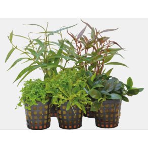 5 stk planter i 5cm potter /  Combi Forgrunds planter. 
