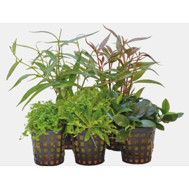 5 stk planter i 5cm potter /  Combi Forgrunds planter. 